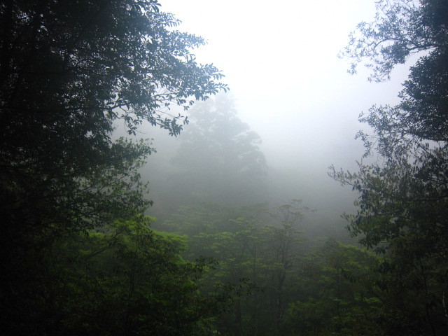 靄の向こうに巨大な杉が！.JPG